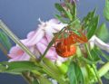 Araneus alsine